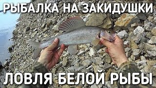 РЫБАЛКА НА ЗАКИДУШКИ / ЛОВЛЯ БЕЛОЙ РЫБЫ