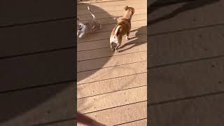 Malti-Pom Puppies Videos