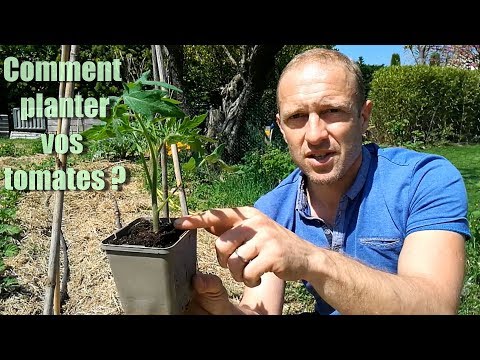 Comment planter ses tomates [TUTO] 