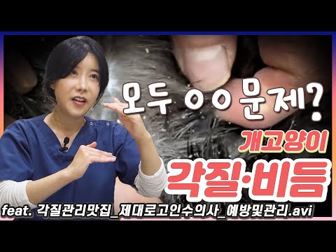 고양이 각질(비듬) 많아짐 이유와 관리법에 대해 알아봐요!
