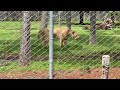 Lion Country Safari Lioness