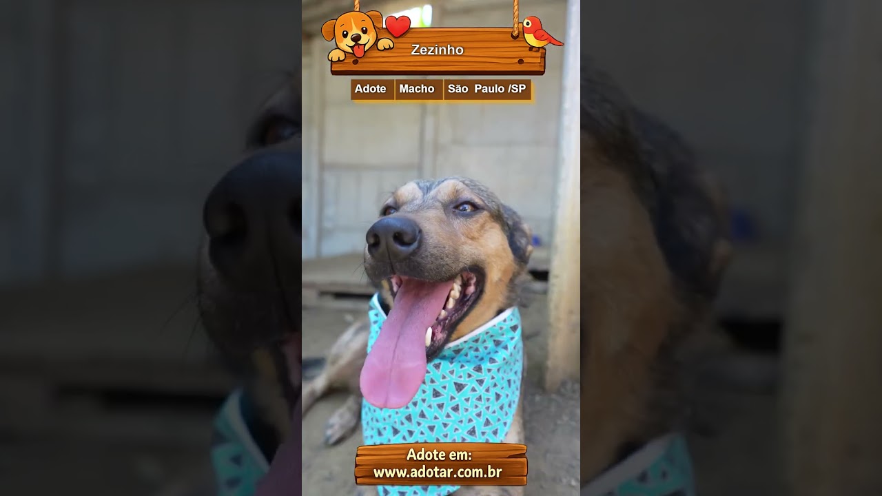 Cachorro raça SRD-ViraLata idade 5 anos nome Zezinho