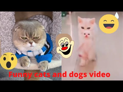 Funny videos compilation 24 | Funny dogs videos 2022 | Funny Animals