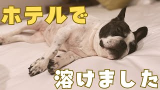 【うちの子記念日Part１】念願のドギーズアイランドを楽しみました🥰