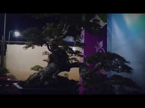 Bonsai Serut-Pesona Galuh Bonsai Festival 2021