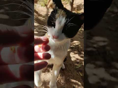 , title : 'POV: Cute Calico Kitty Eating Chicken In My Hand 🐾😻🔊🤌🍗👅 Satisfying Yummy ASMR #Shorts'