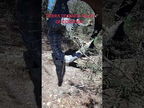TIERRA DE DINOS FALDA DE CORDOBA ARGENTINA