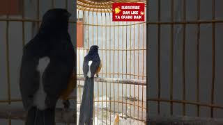 Download lagu MURAI BATU JAWARA KONTES‼️ SUARA BAK PETIR DI ARENA ⚡ #kicaumania #shorts #kicaumanianusantara mp3 Download lagu MURAI BATU JAWARA KONTES‼️ SUARA BAK PETIR DI ARENA ⚡ #kicaumania #shorts #kicaumanianusantara mp3