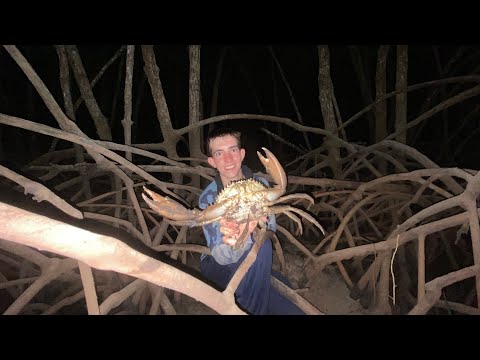Mud Crabs and Big Sharks! Night time Mud Crab Mission and Sharks Fishing Arnhem Land NT Australia