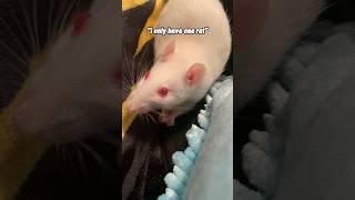 POV: my rats see you being toxic
