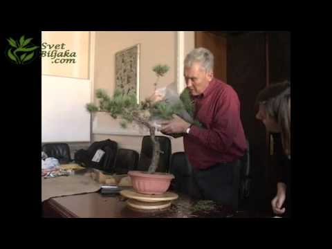 Walter Pall, Belgrade, Pinus sp. review