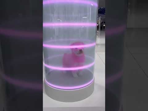 Before → After:  Puppy 🤍💗