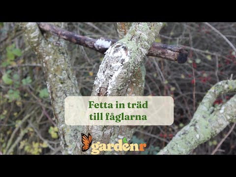 Fetta in träd till fåglarna - Trädgårdshacks med GardenR