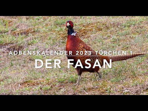 Der Fasan (Adbenskalender 23/1)