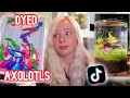 They DYED AXOLOTLS Pet TikTok Review