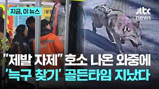 '늑구 찾기' 골든타임 지났다...쏟아진 합성사진·허위신고에 제발 자제｜지금 이 뉴스