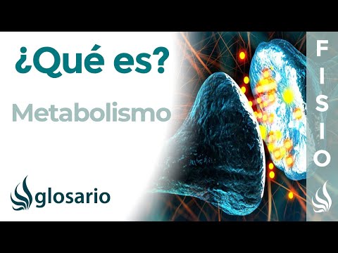 METABOLISMO | Qué es, cómo se produce, qué sistemas intervienes e importancia para el organismo