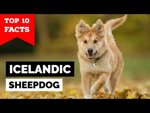 , title : 'Icelandic Sheepdog - Top 10 Facts'