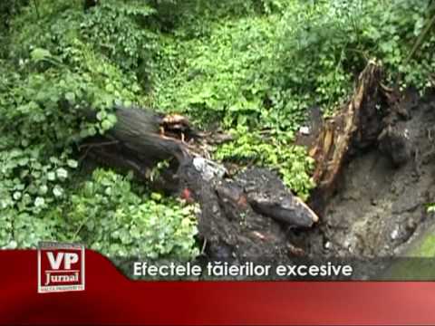 Efectele tăierilor excesive