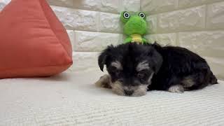 ハーフ犬の動画01