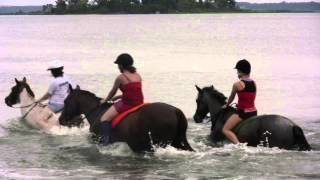 Horses in Wake