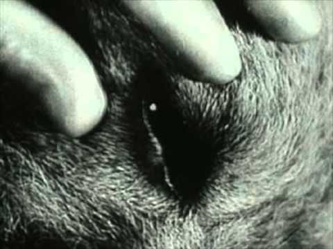 Sleep Thieves. Different Time.