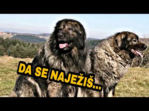 Šarplaninci ODBRANILI srpsko selo i seljane od američke vojske!Priča od koje će te se NAJEŽITI