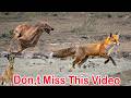 Hare Hunting With Hunting Dogs 2024 Rabbit Hunting 2024 Greyhound Racing Dog High Speed Hare