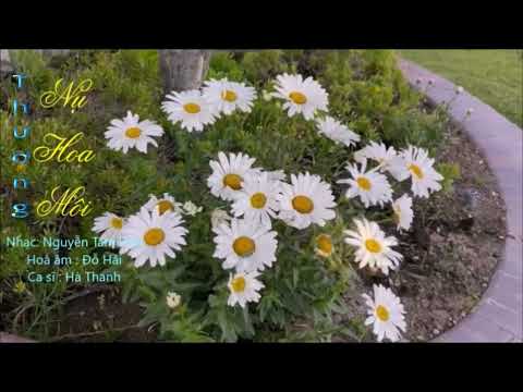 Thương nụ hoa môi Sheet - Hà Thanh