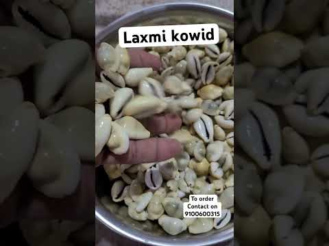 Yellow Cowries Peeli Kodi Shell Kaudi