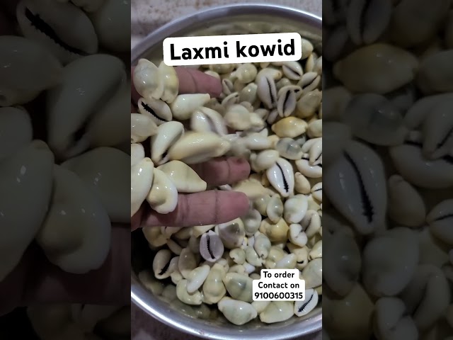 Cowrie Shell - Kaudi White For Ayurevdic Trader - Wholesaler ...