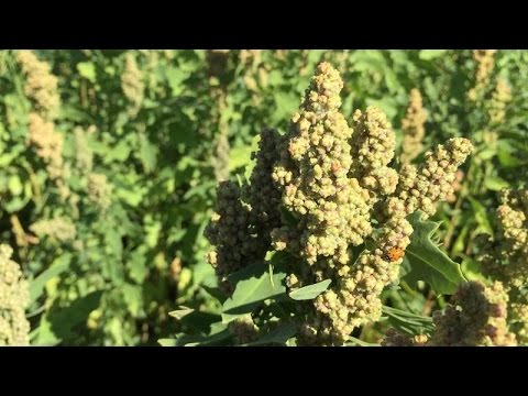 download lagu mp3 mp4 Quinoa Four, download lagu Quinoa Four gratis, unduh video klip Quinoa Four