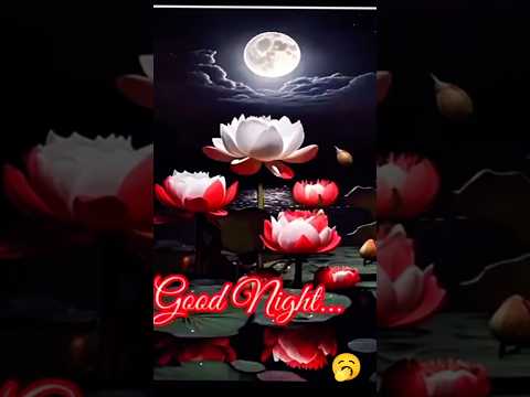 GOOD NIGHT video