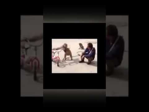 MONKEY TALKING BAD VOICE IN TAMIL 😂 #shorts #funnyvideos #monkeybadvoice