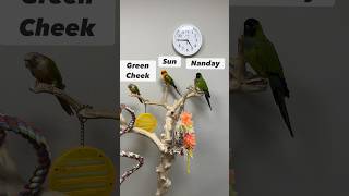Difference Between CONURES Green Cheek, Sun, and Nanday #conure