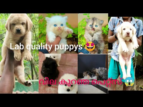 low rate pets 😱 lab puppy only 5000 🤩 cocketiel hant feeding chick 1500