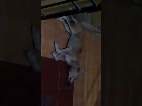 dog 🐕 running in the dream