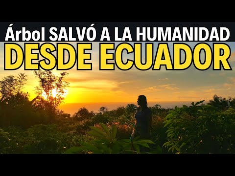 🌳 ¡El Árbol que SALVÓ AL MUNDO! 🩺 ¡La Cura DESDE ECUADOR 🌍La Planta que Cambió la Historia🌿#ecuador
