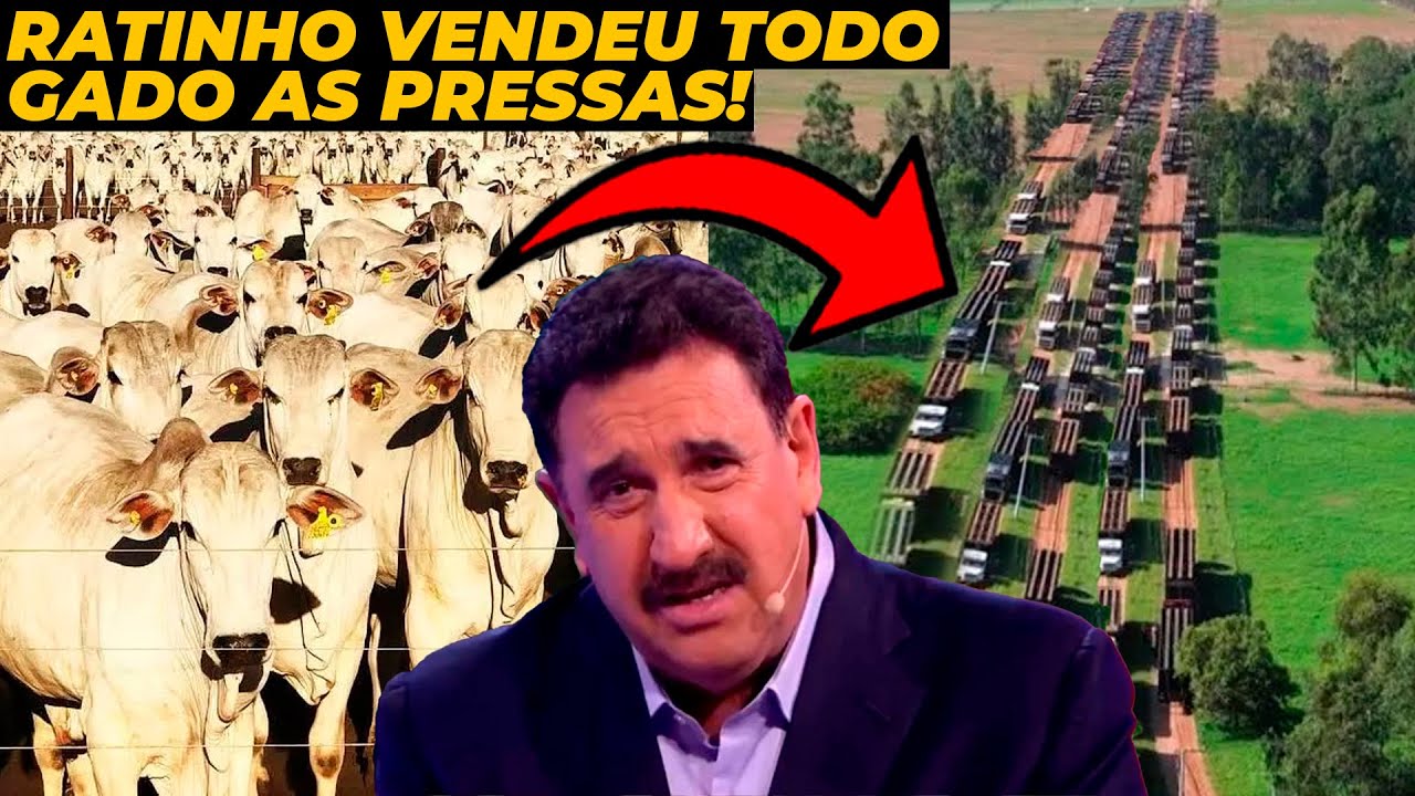 PORQUE RATINHO VENDEU TODO SEU GADO AS PRESSAS?