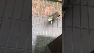今朝もご飯をねだる野良猫#shorts #ショート