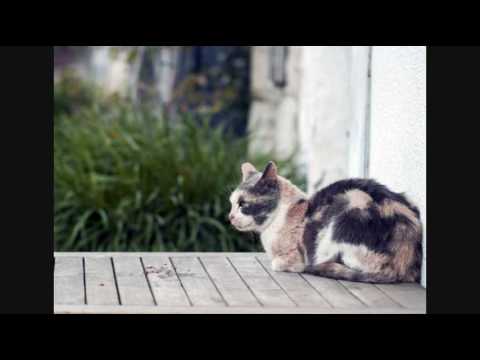 Care for Cats - Skin Mite Dermatitis in Cats - Cat Tips