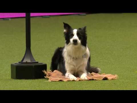 Marisol Rey en Crufts 2017 - Mundial de Freestyle - Inglaterra