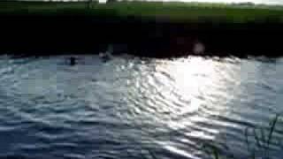 preview picture of video 'Hunde und Kinder schwimmen im Kanal Rhede Ems'