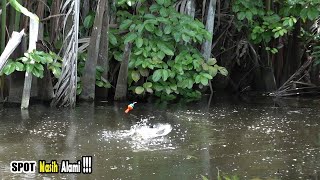 Download lagu Nasib beruntung!!! Umpan pemancing diserbu ikan kelaparan #SG-457 mp3 Download lagu Nasib beruntung!!! Umpan pemancing diserbu ikan kelaparan #SG-457 mp3