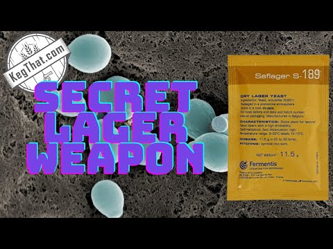 Fermentis S189 Lager Yeast Deep Dive for Homebrewers