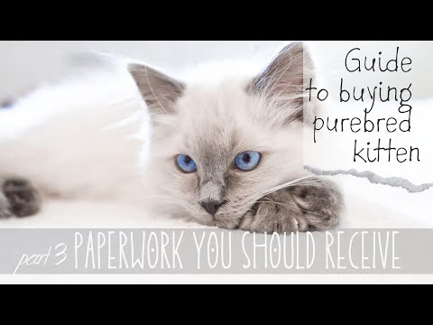 Pedigree and paperwork | 𝗣𝗮𝗿𝘁 3 𝗼𝗳 𝟯 Guide to buying purebred kitten | Pixie and Bluebell