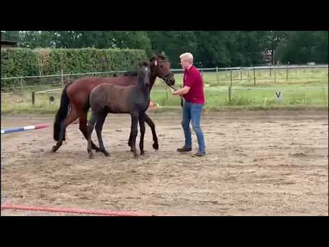 Hengstfohlen  vom Holsteiner Bundeschampion 2021 Crack aus Top Mutterstamm