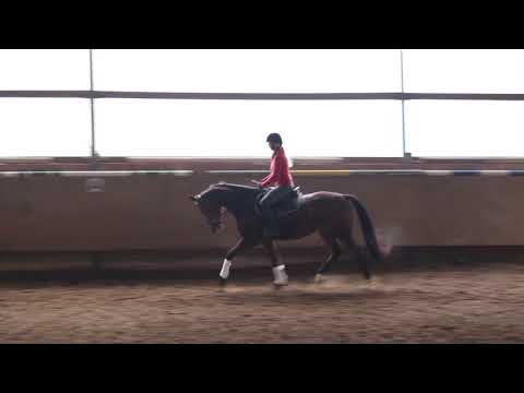 Stute von Capistrano x Lamourex I 2014 geboren