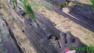 조경수 블루애로우 리틀자이언트 가을식재 #조경수묘목#덕화농원#블루엔젤#블루애로우#리틀자이언트
