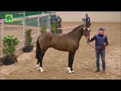 HSF LUCKY BOY Pony Stallion at Stud - Image 2